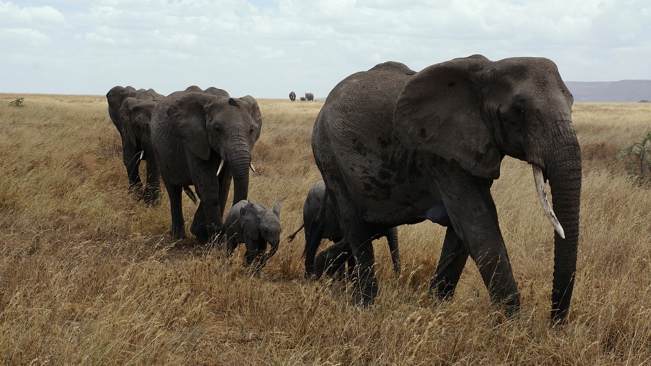 How to Support Local Communities in Tanzania’s Serengeti